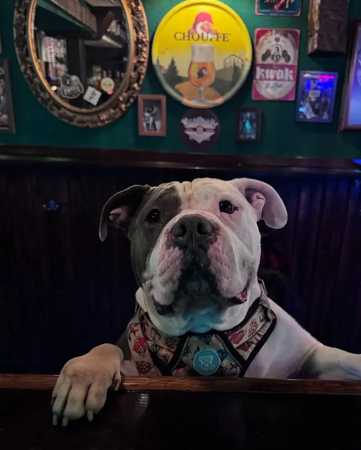 Un bulldog con pajarita apoyado en la barra.